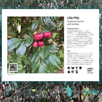 Lilly Pilly - Bush Food Plant ID Interpretive Sign - Syzygium australe and varieties