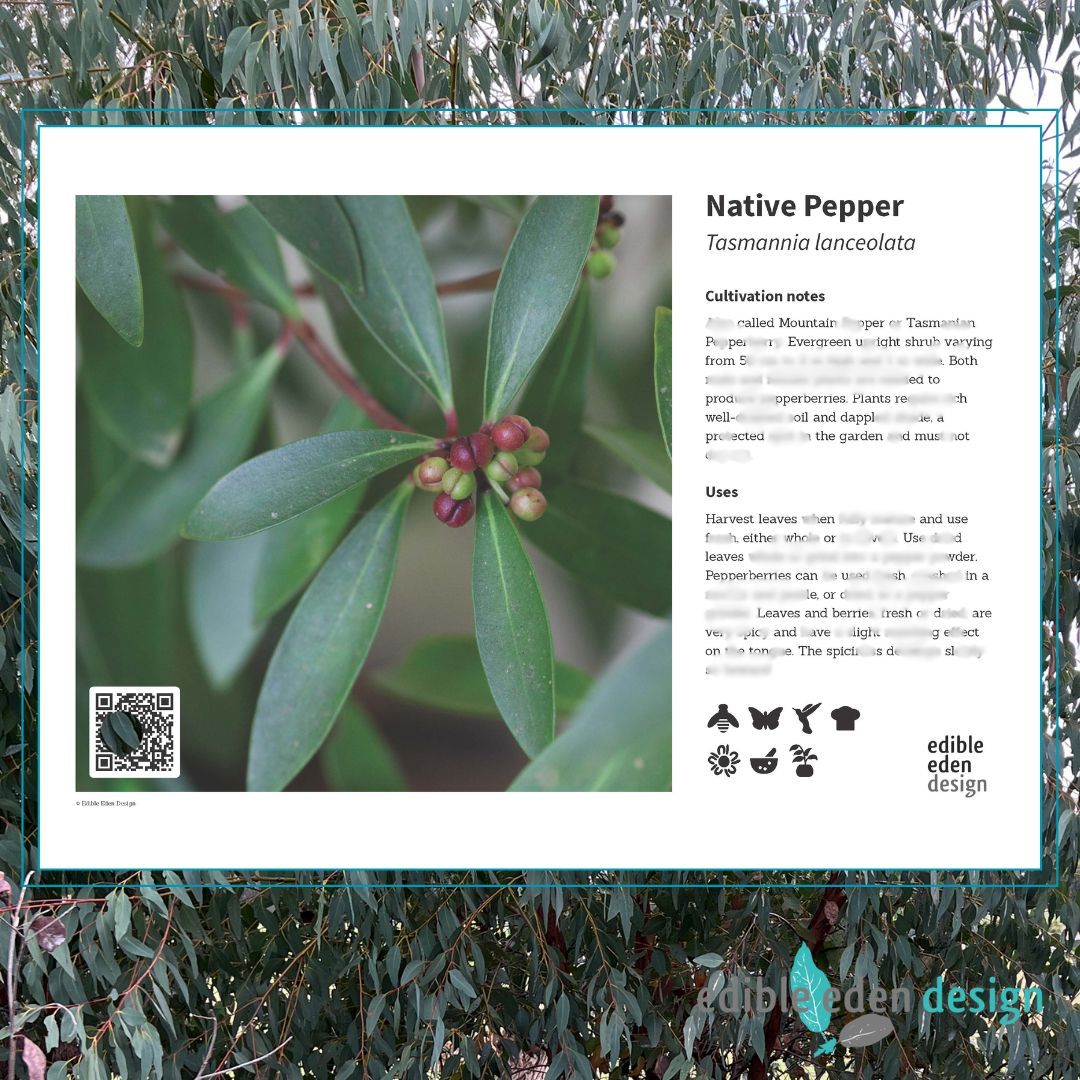 Native Pepper, Pepperberry - Bush Food Plant ID Interpretive Sign