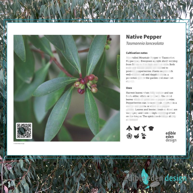 Native Pepper, Pepperberry - Bush Food Plant ID Interpretive Sign