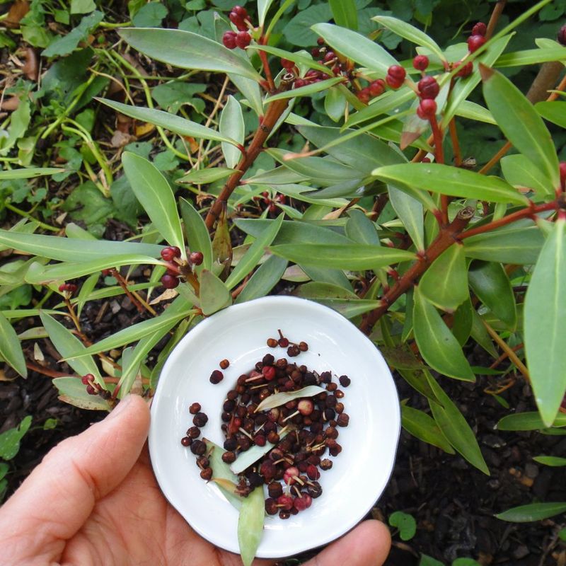 Native Pepper, Pepperberry - Bush Food Plant ID Interpretive Sign