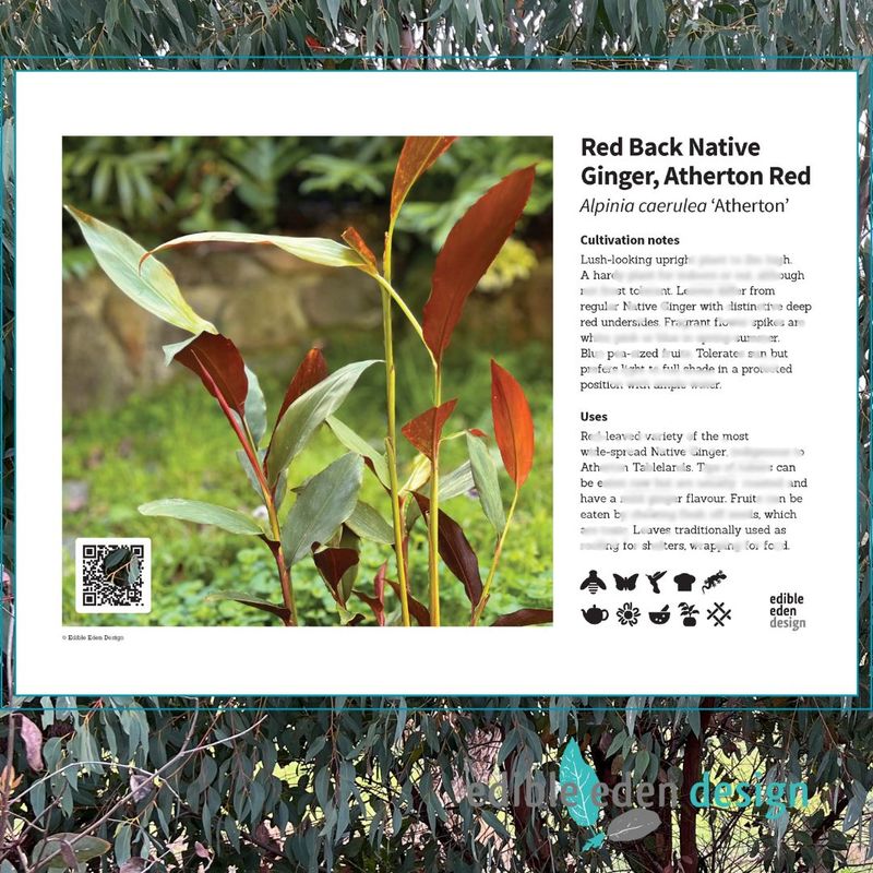 Red Back Native Ginger - Bush Food Plant ID Interpretive Sign Red Back Native Ginger - Bush Food Plant ID Interpretive Sign