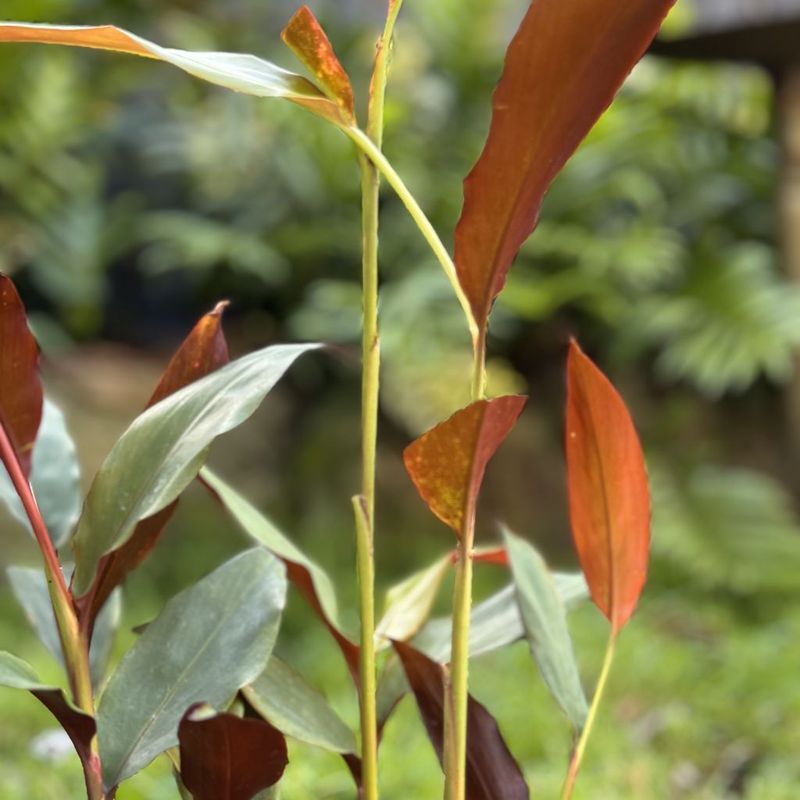 Red Back Native Ginger - Bush Food Plant ID Interpretive Sign