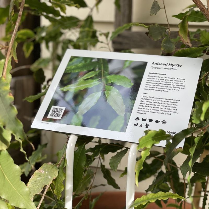 Aniseed Myrtle - Bush Food Plant ID Interpretive Sign