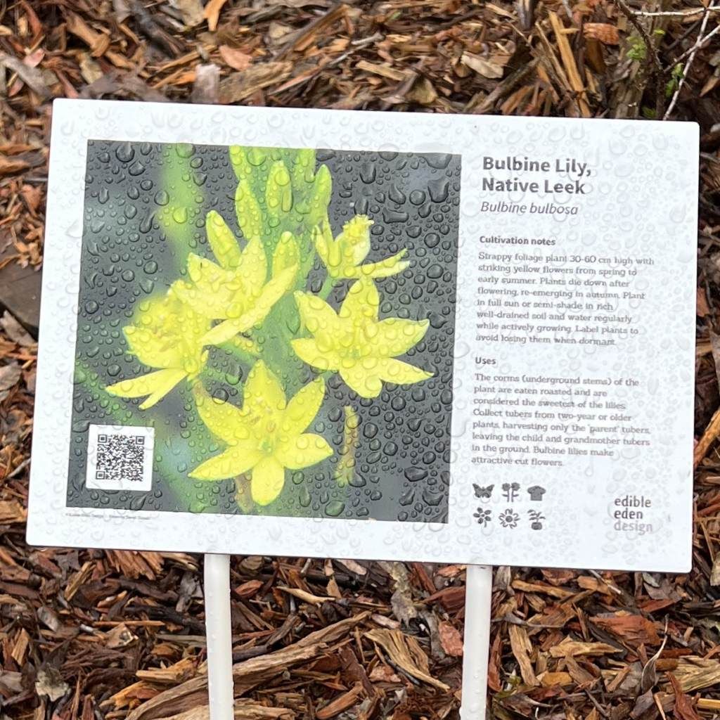 Bulbine Lily, Native Leek - Bush Food Plant ID Interpretive Sign