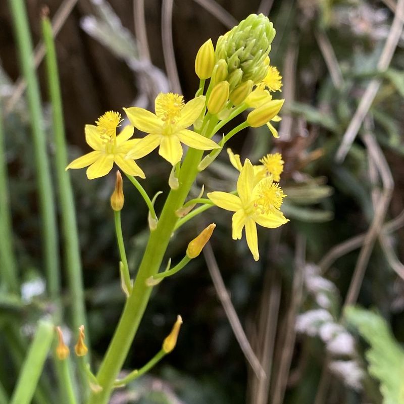Bulbine Lily, Native Leek - Bush Food Plant ID Interpretive Sign