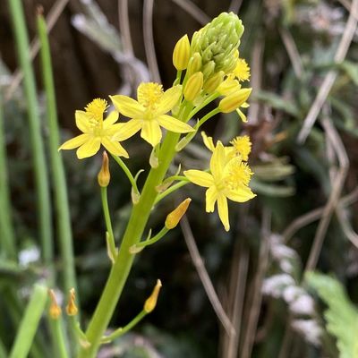 Bulbine Lily, Native Leek - Bush Food Plant ID Interpretive Sign