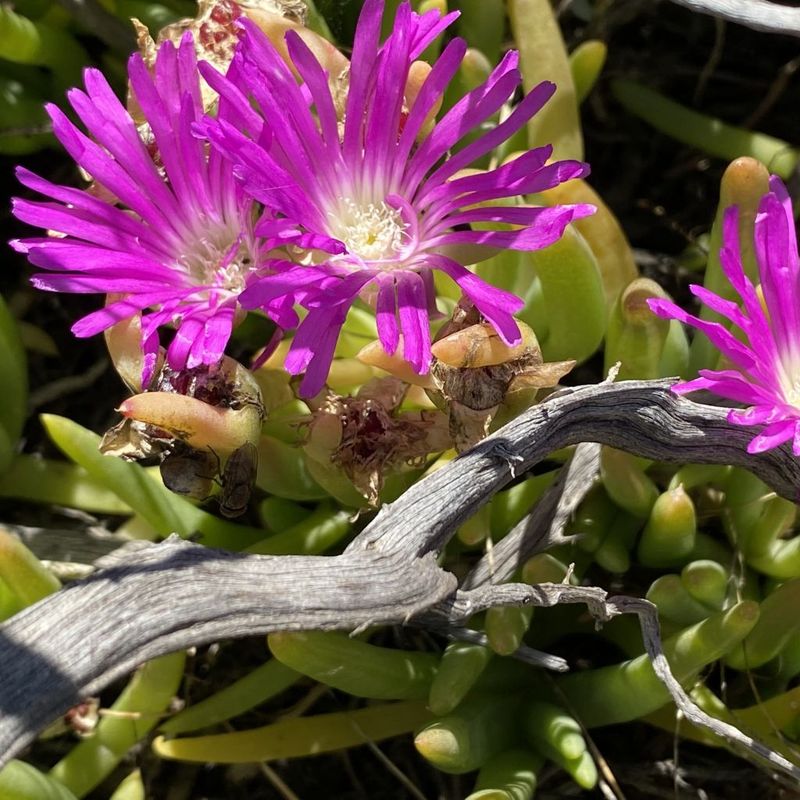 Beach Bananas, Round Baby Pigface - Bush Food Plant ID Interpretive Sign