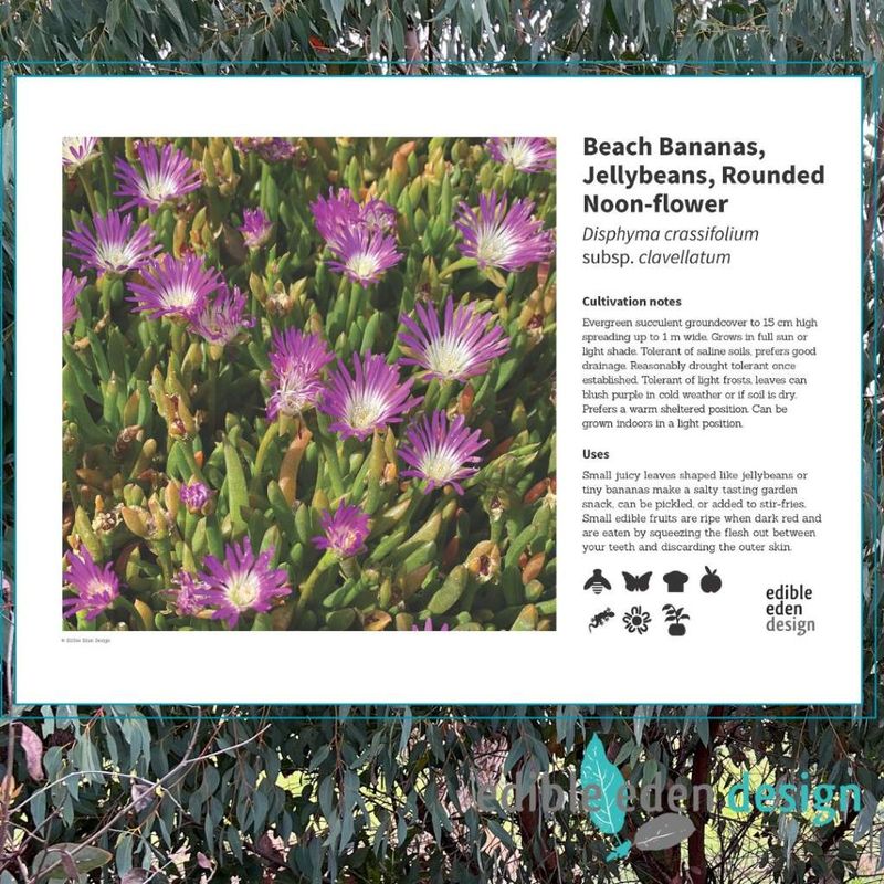 Beach Bananas, Round Baby Pigface - Bush Food Plant ID Interpretive Sign