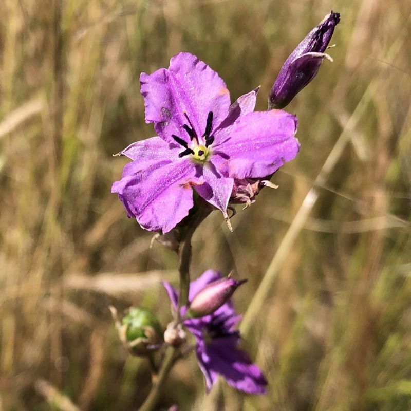 Chocolate Lily - Bush Food Plant ID Interpretive Sign