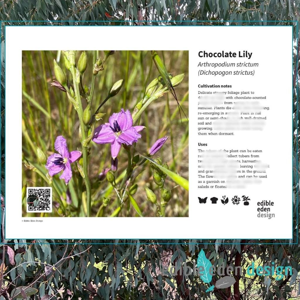 Chocolate Lily - Bush Food Plant ID Interpretive Sign