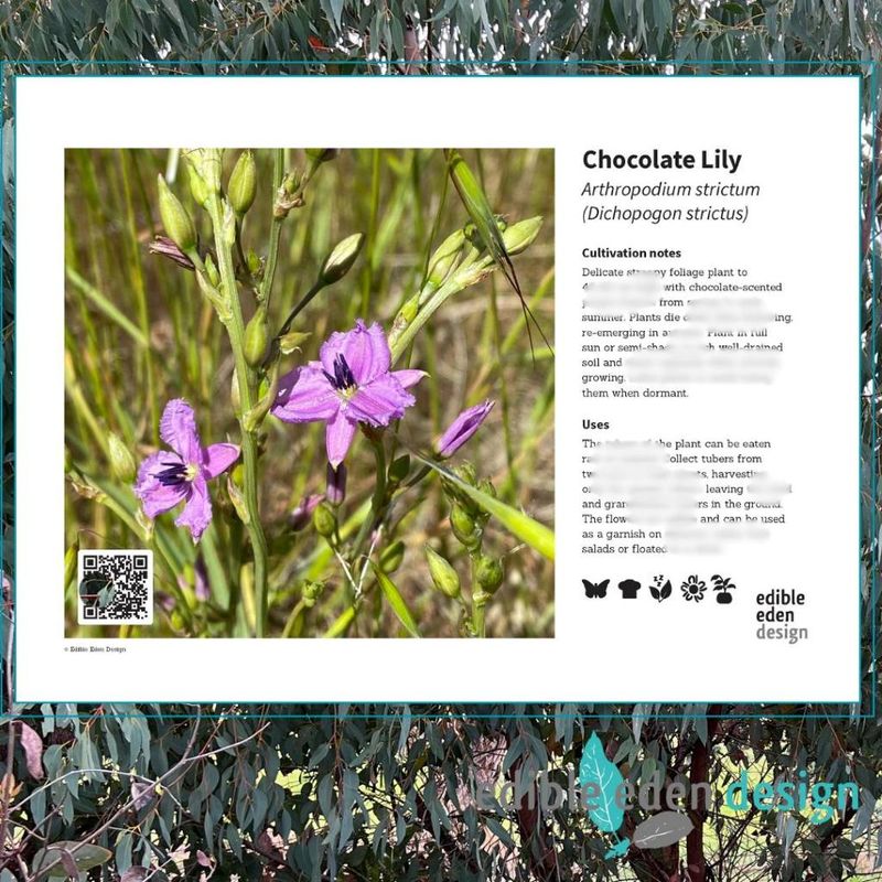 Chocolate Lily - Bush Food Plant ID Interpretive Sign