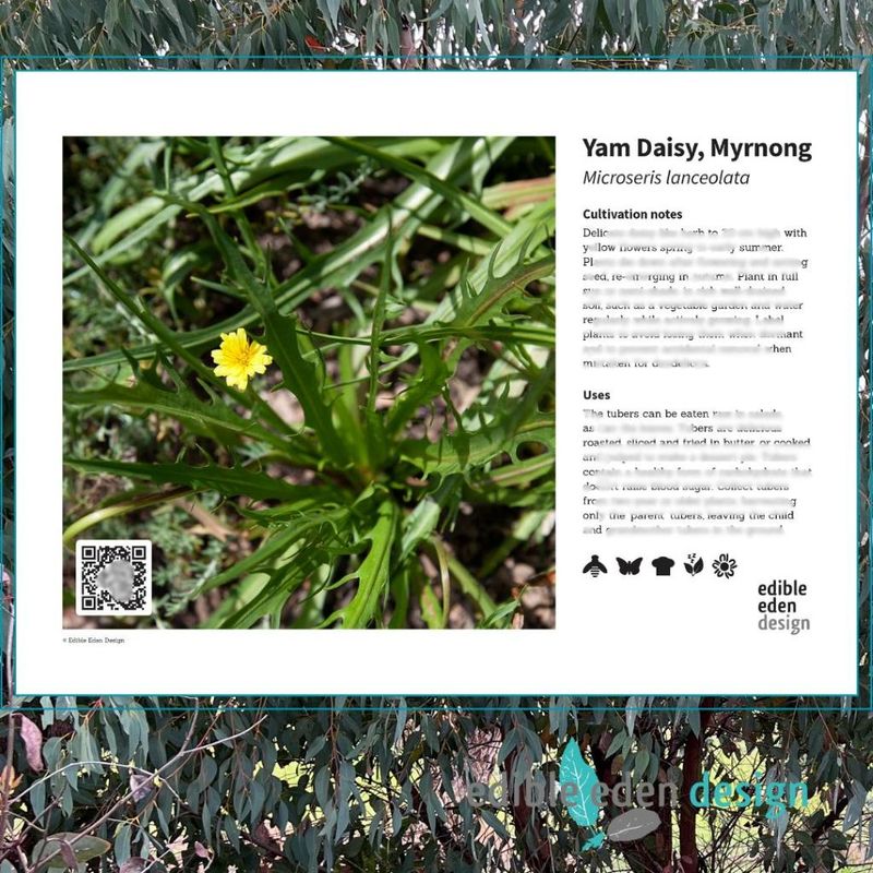 Yam Daisy, Myrnong - Bush Food Plant ID Interpretive Sign - Microseris lanceolata