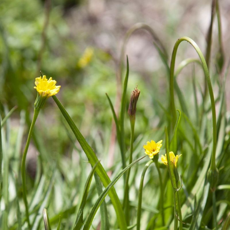 Yam Daisy, Myrnong - Bush Food Plant ID Interpretive Sign - Microseris lanceolata