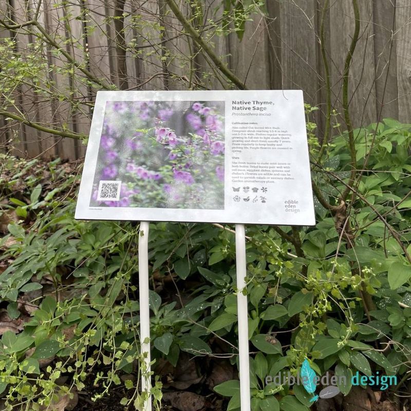 Native Thyme, Sage - Bush Food Plant ID Interpretive Sign