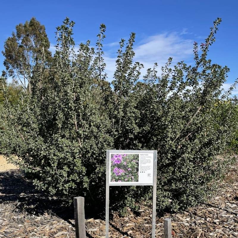 Native Thyme, Sage - Bush Food Plant ID Interpretive Sign