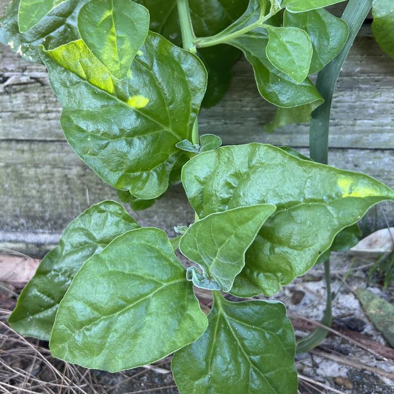 Warrigal Greens - Bush Food Plant ID Interpretive Sign