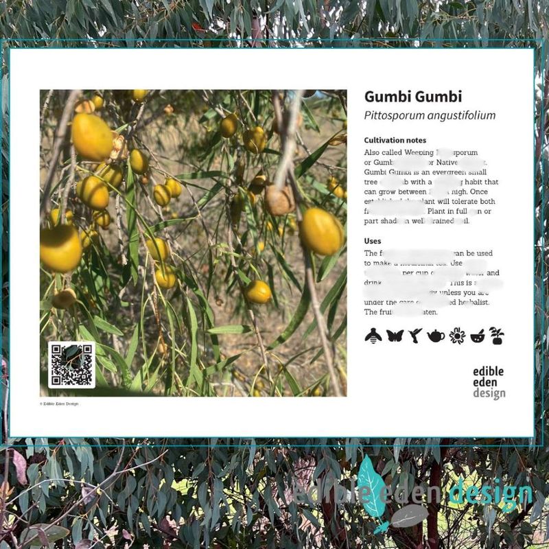 Gumbi Gumbi - Bush Food Plant ID Interpretive Sign