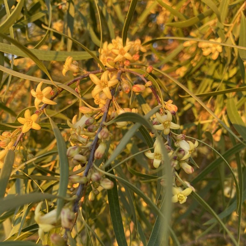 Gumbi Gumbi - Bush Food Plant ID Interpretive Sign