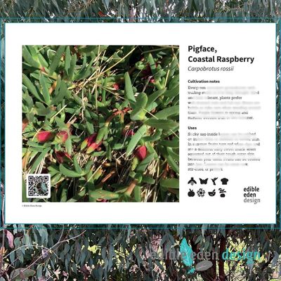 Pigface, Karkalla, Coastal Raspberry - Bush Food Plant ID Interpretive Sign