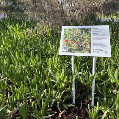 Pigface, Karkalla, Coastal Raspberry - Bush Food Plant ID Interpretive Sign
