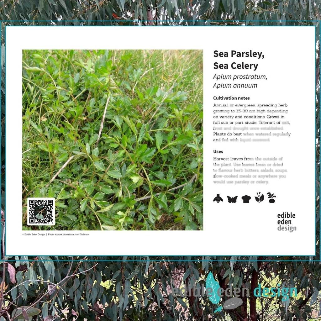 Sea Parsley, Sea Celery - Bush Food Plant ID Interpretive Sign