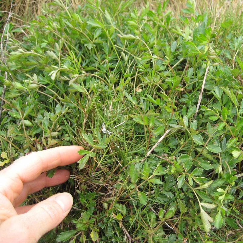 Sea Parsley, Sea Celery - Bush Food Plant ID Interpretive Sign