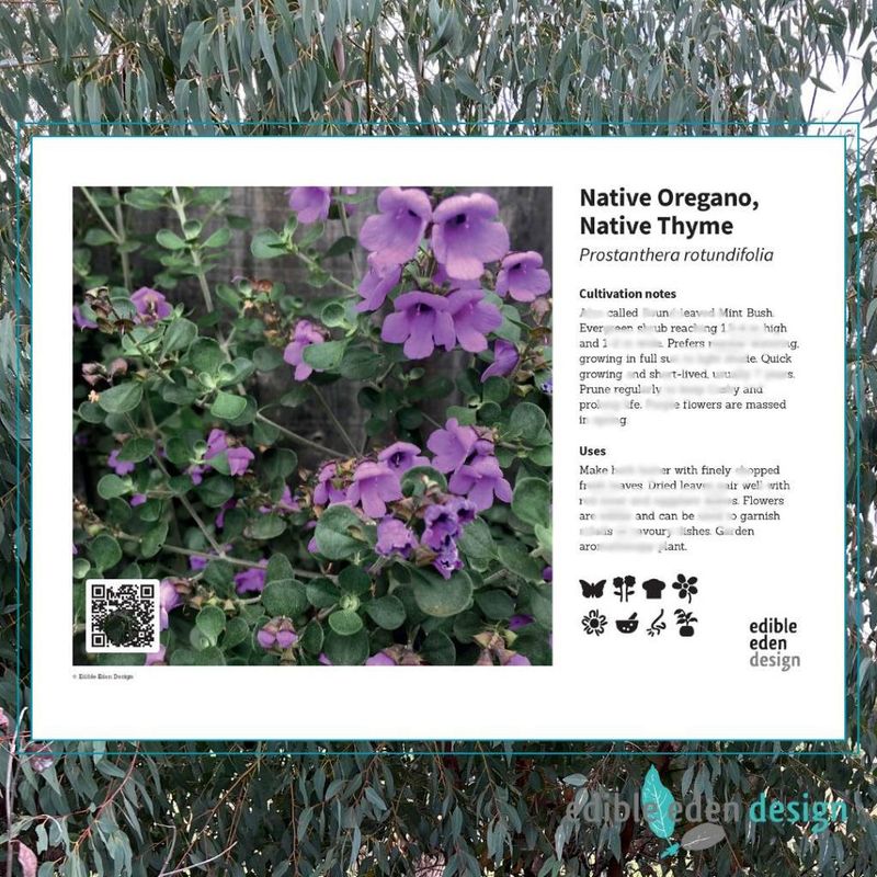 Native Oregano, Native Thyme - Bush Food Plant ID Interpretive Sign