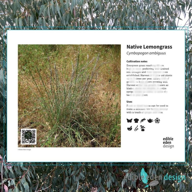Native Lemongrass - Bush Food Plant ID Interpretive Sign