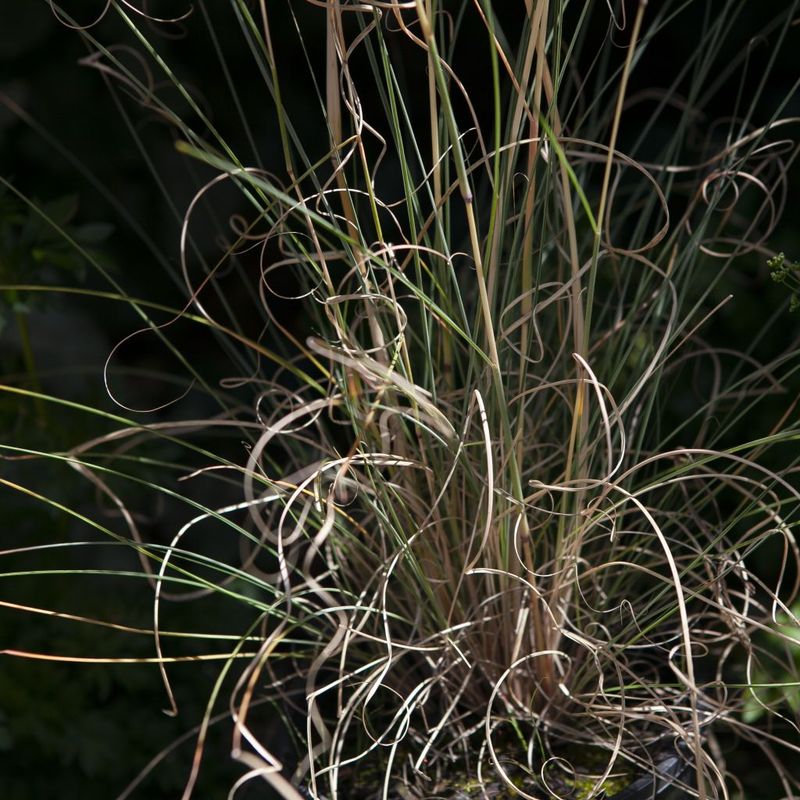 Native Lemongrass - Bush Food Plant ID Interpretive Sign