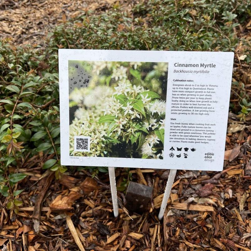 Cinnamon Myrtle, Grey Myrtle - Bush Food Plant ID Interpretive Sign