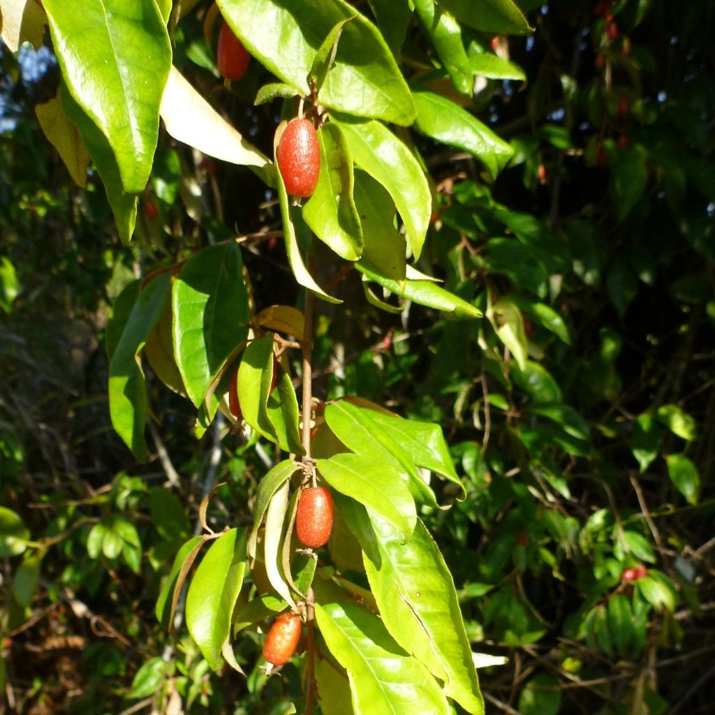 Millaa Millaa - Bush Food Plant ID Interpretive Sign