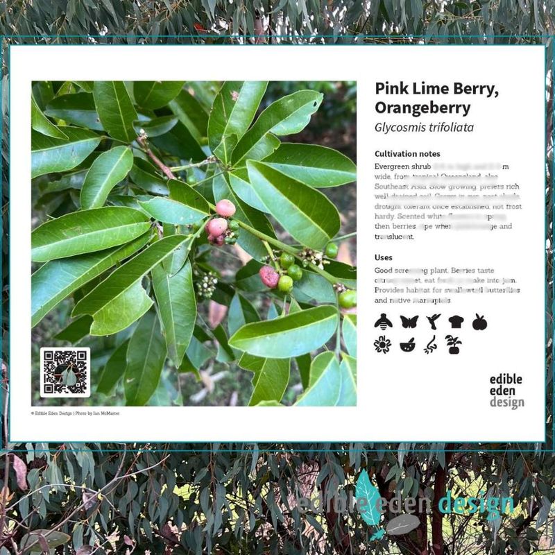 Pink Lime Berry, Orangeberry - Bush Food Plant ID Interpretive Sign
