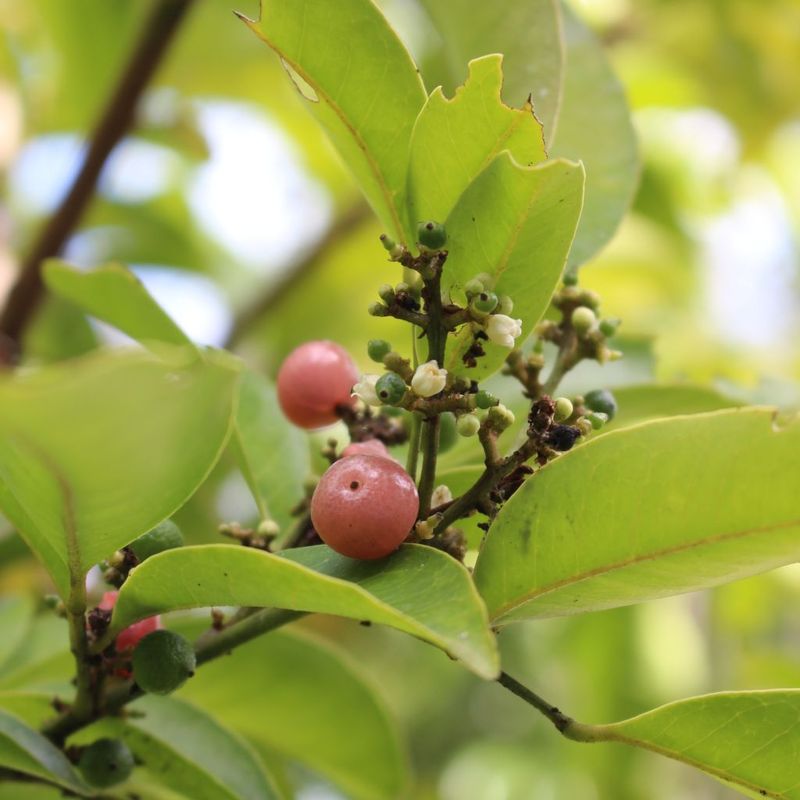 Pink Lime Berry, Orangeberry - Bush Food Plant ID Interpretive Sign
