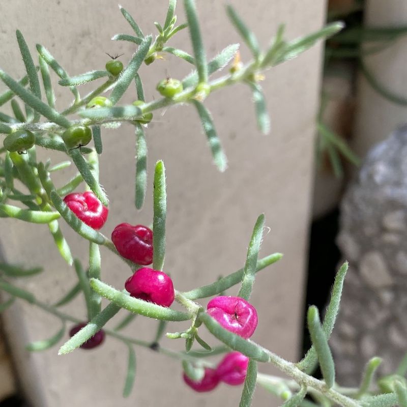 Ruby Saltbush - Bush Food Plant ID Interpretive Sign