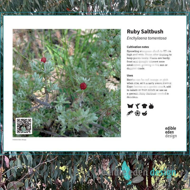 Ruby Saltbush - Bush Food Plant ID Interpretive Sign Ruby Saltbush - Bush Food Plant ID Interpretive Sign