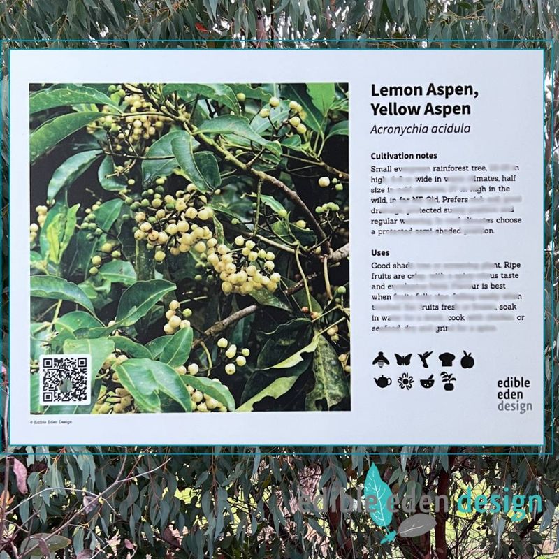 Lemon Aspen, Yellow Aspen - Bush Food Plant ID Interpretive Sign