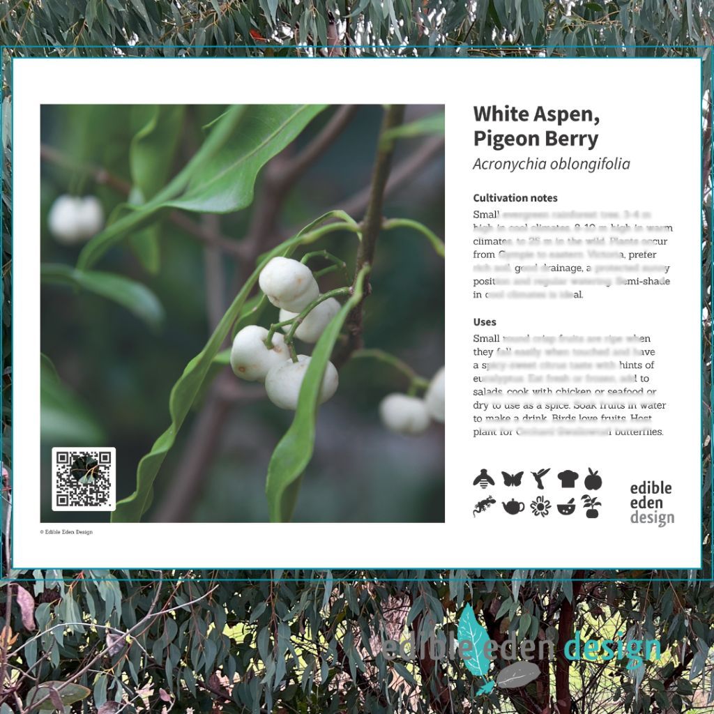 White Aspen, Pigeon Berry - Bush Food Plant ID Interpretive Sign White Aspen, Pigeon Berry - Bush Food Plant ID Interpretive Sign