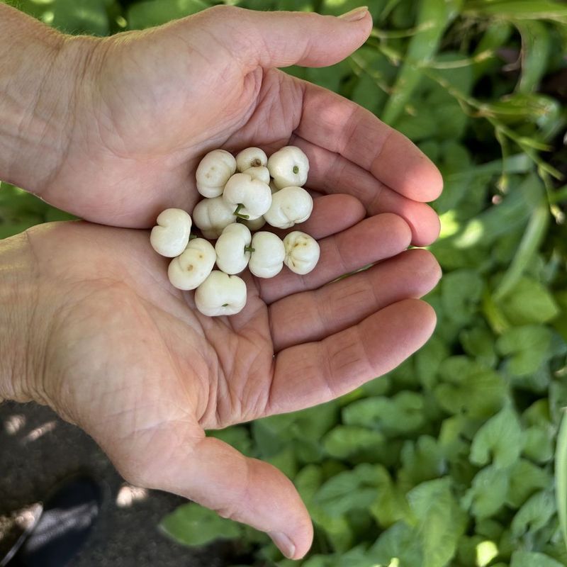 White Aspen, Pigeon Berry - Bush Food Plant ID Interpretive Sign