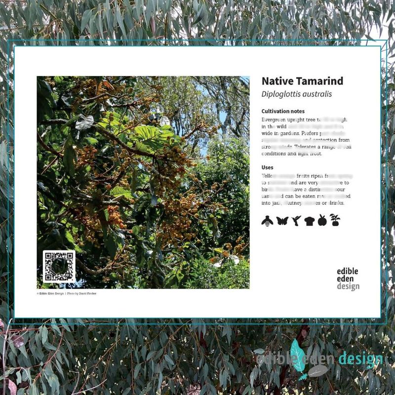 Native Tamarind, Large Leaf - Bush Food Plant ID Interpretive Sign