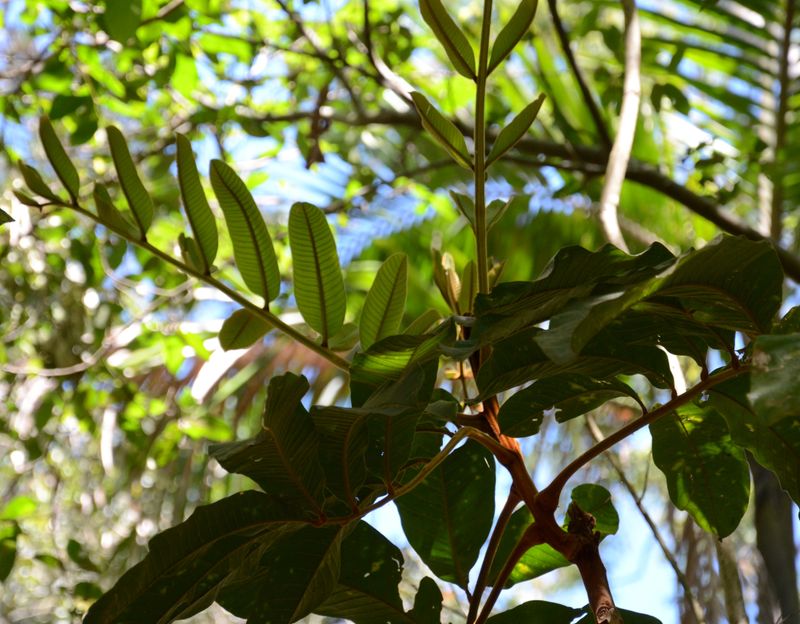 Native Tamarind, Large Leaf - Bush Food Plant ID Interpretive Sign