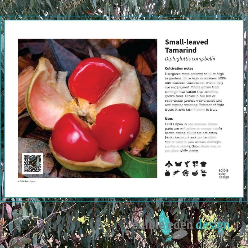 Small-leaved Tamarind - Bush Food Plant ID Interpretive Sign Small-leaved Tamarind - Bush Food Plant ID Interpretive Sign