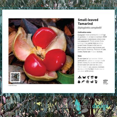 Small-leaved Tamarind - Bush Food Plant ID Interpretive Sign