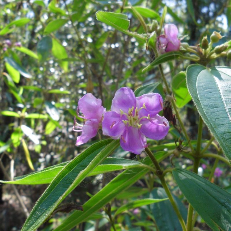 Blue Tongue, Native Lasiandra/Tibouchina - Bush Food Plant ID Interpretive Sign