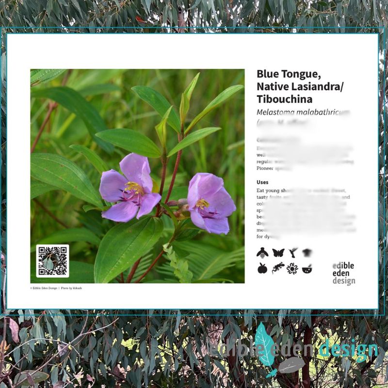 Blue Tongue, Native Lasiandra/Tibouchina - Bush Food Plant ID Interpretive Sign