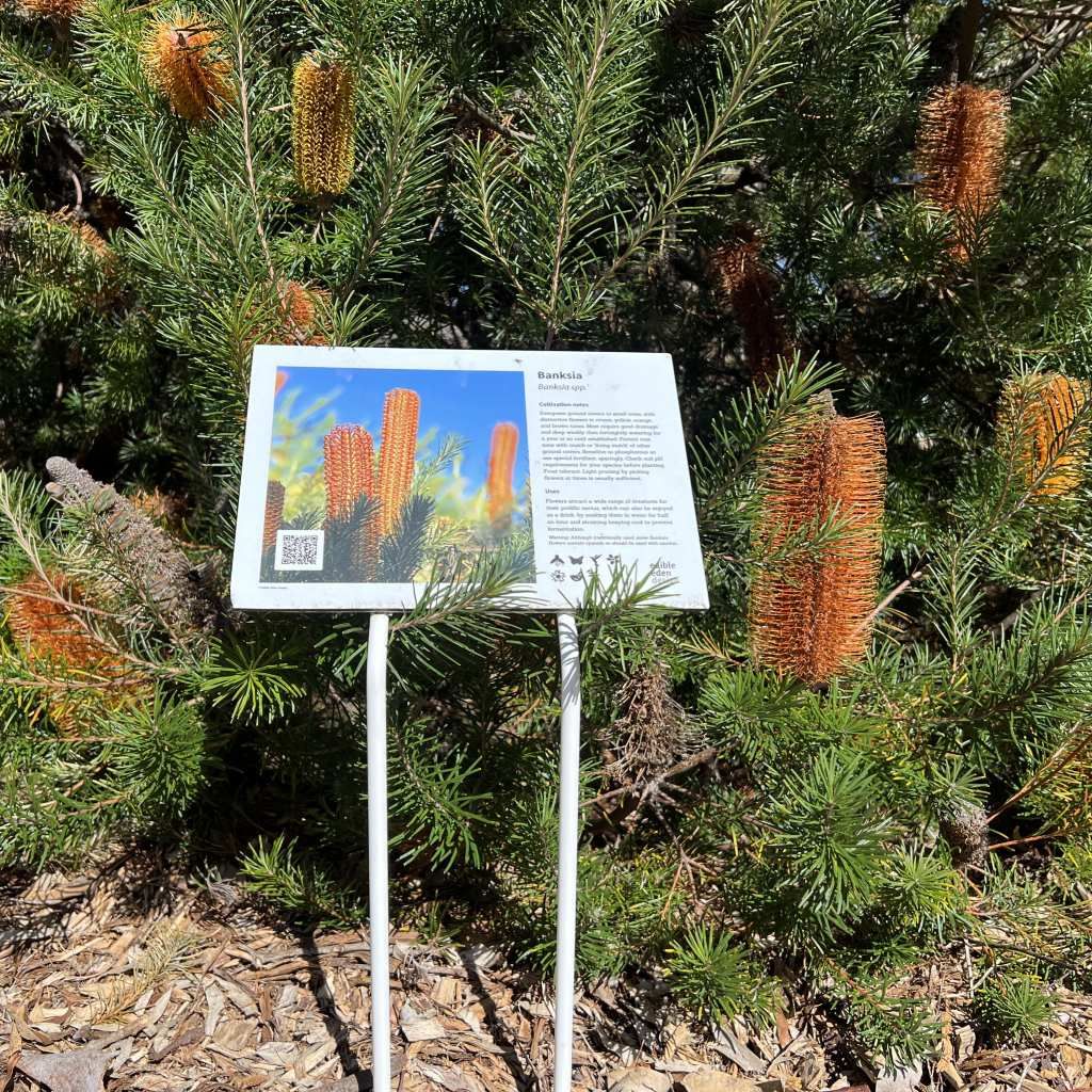 Banksia spp. - Bush Food Plant ID Interpretive Sign