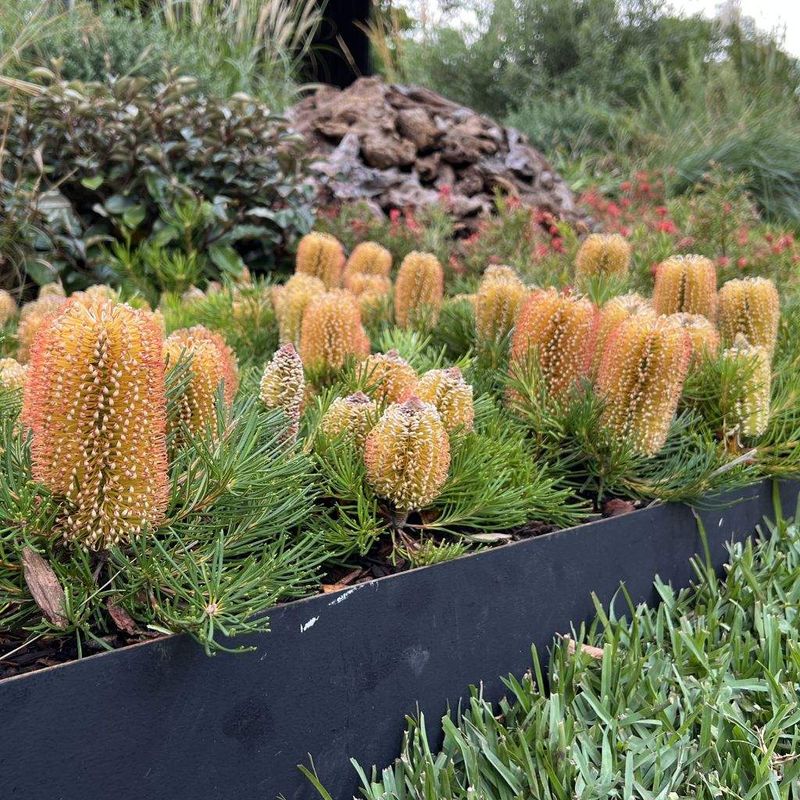Banksia spp. - Bush Food Plant ID Interpretive Sign