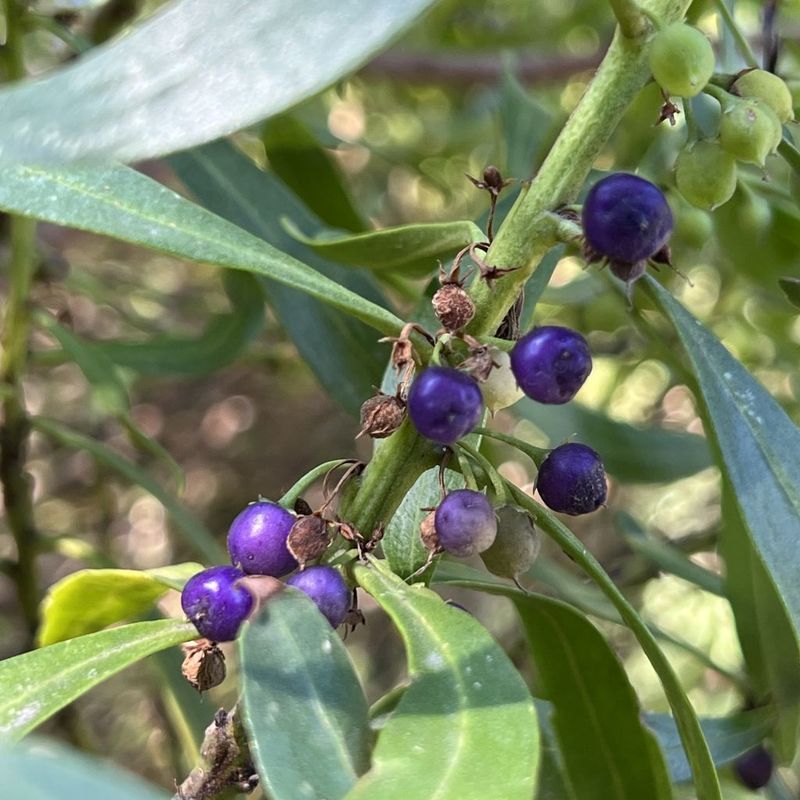 Boobialla, Native Juniper - Bush Food Plant ID Interpretive Sign