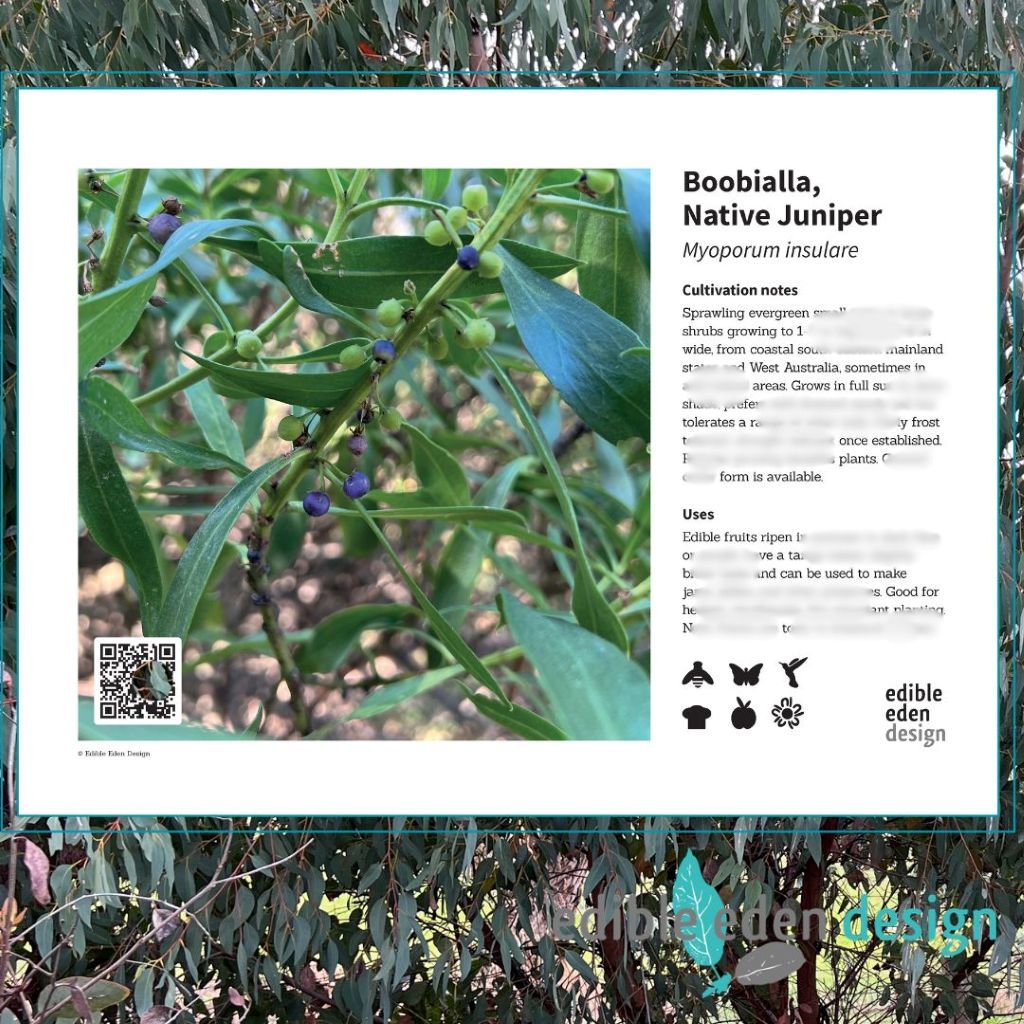 Boobialla, Native Juniper - Bush Food Plant ID Interpretive Sign Boobialla, Native Juniper - Bush Food Plant ID Interpretive Sign