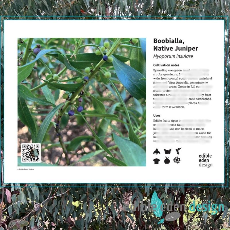 Boobialla, Native Juniper - Bush Food Plant ID Interpretive Sign