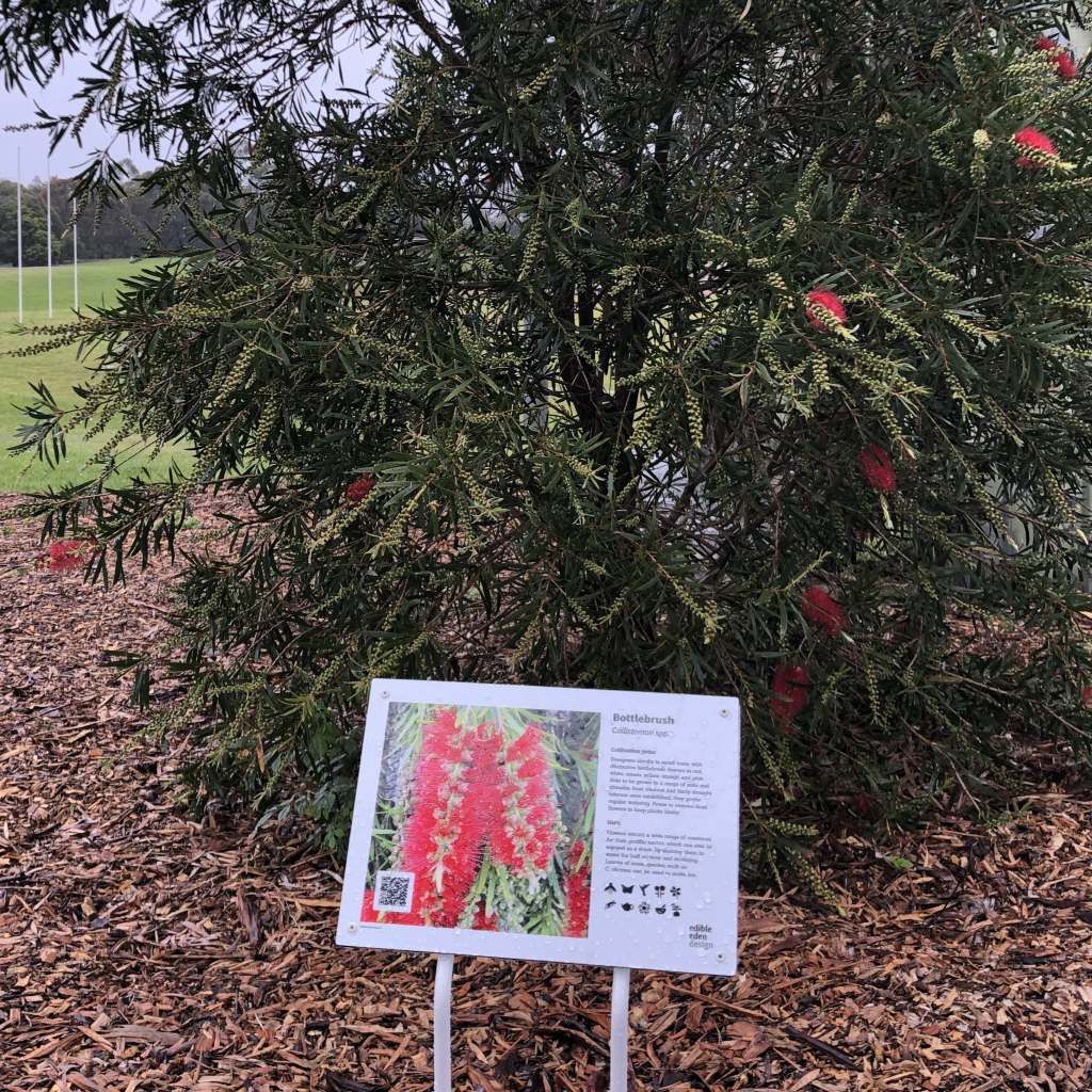 Bottlebrush - Bush Food Plant ID Interpretive Sign Bottlebrush - Bush Food Plant ID Interpretive Sign